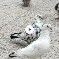 کبوتر باهم