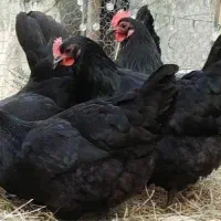 مرغ بلک استار