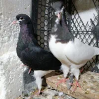 جوجه رنگی و ارشینگل