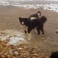 سگ گمشده