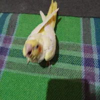 جوجه