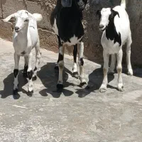 1عددکهره جمولی بابچه نروماده2عددگیسه جمولی