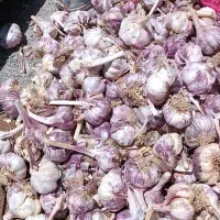 سیر قرمز همدان