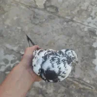 کبوتر.