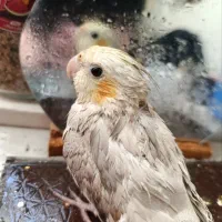 پرنده عروس هلندی نژاد آهویی نر جوان