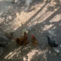 خروس سبرایت