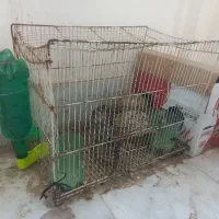 5 تا بلدرچین تخمگذار ماده دوتا سفید سه تا خاکستری