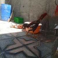 خروس‌لاری‌اصیل