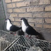 جفت دوبال با جوجه