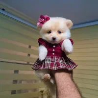 جشنواره عقیم سازی گربه و سگ