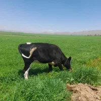 گاو|حیوانات مزرعه|ماهیدشت, |دیوار