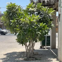 تعدادی گیاه و درخت برای فروش موجود است