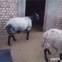 قوچ شالی