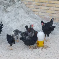 نیمچه مرغ و خروس