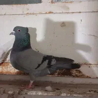 8 عدد کبوتر