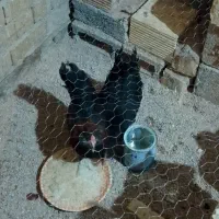 دوعدد نیمچه خروس گلین اصل