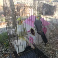 با سلام خدمت شما دو عدد عروس هلندی به بفروش می‌رسد