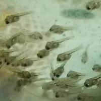 بچه ماهی سیچلاید