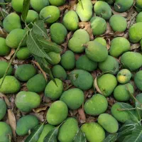 انبه سبز