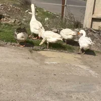 قاز و بوقلمون