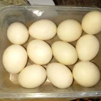 تخم اسرائیلی