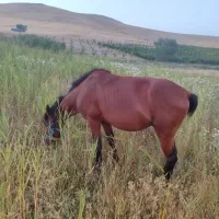 اسب