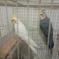 دوعددعروس هلندی