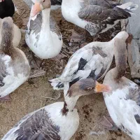 غاز نر وماده