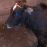 گوساله چالوسی اصل