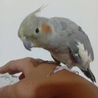 عروس هلندی  ماده رام  باهمه وسایل وقفس