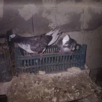 کفتر|پرنده|چهاربرج, |دیوار