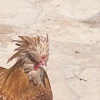 مرغ و خروس لهستانی وپولند