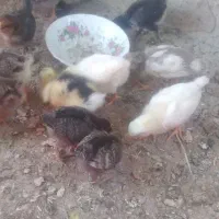 جوجه مرغ محلی