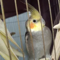 هلندی نر