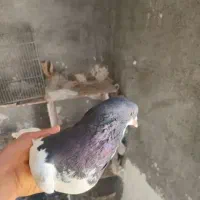 نر یال سیاه
