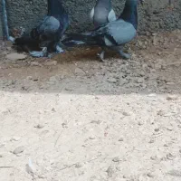 کفتر