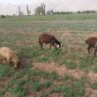 بره نرو ماده