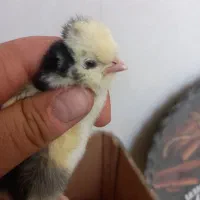 جوجه کاکلی پرپا