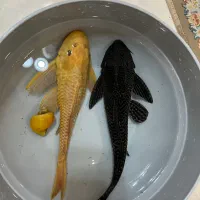 کت شکلاتی سفلین و لجنخوار