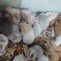 همستر های بازیگوش در مهر شهر کرج به صورت عمده وتکی|موش و خرگوش|کرج, اسدآباد|دیوار