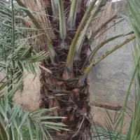 فروش نخل با ریشه