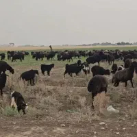 بره گوشتی بزغاله نربز میش عید قربان