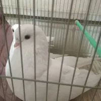 کبوتر نصف چشم سیاه نصف سفید
