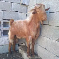 کهره نر