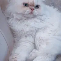 گربه پرشین سوپر فلت اصیل