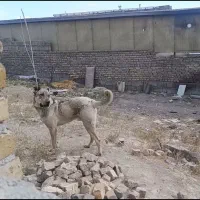 سگ گم شده