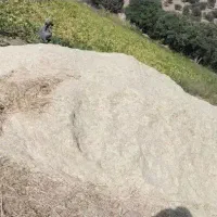 کاه گندم دست بر
