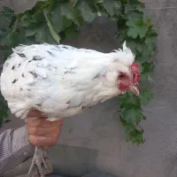 مرغ گلین