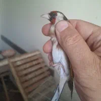 چهار عدد سهره ماده،کارداده
