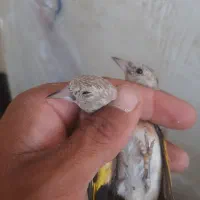 جوجه سهره نر